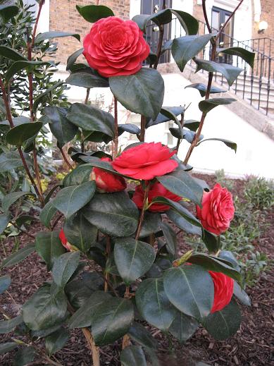 rosas.jpg