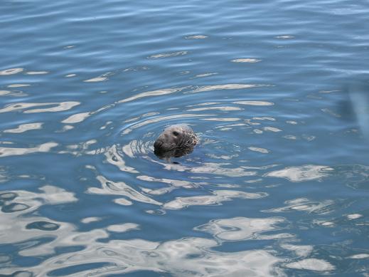 foca.jpg