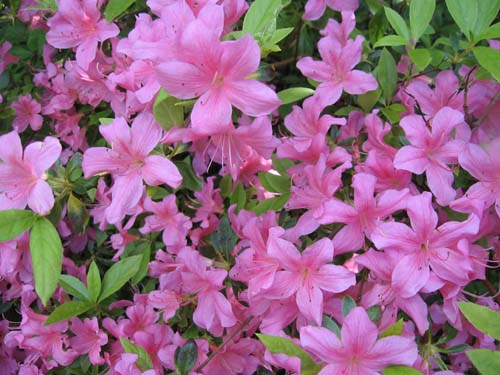 flores flores