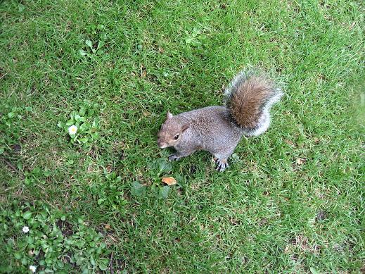 ardilla.jpg