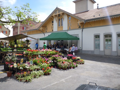 flores en thalwil