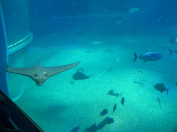 Acuario Osaka10