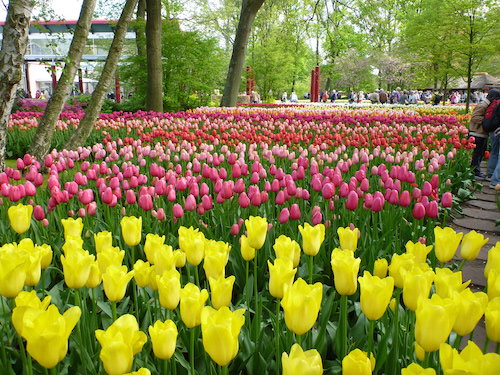 Keukenhof 4