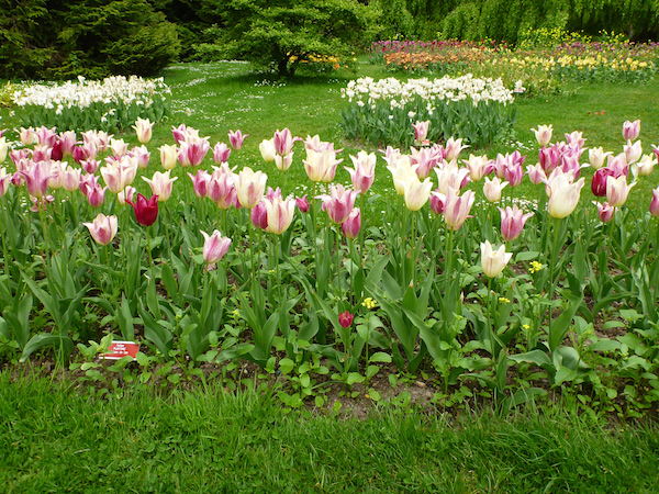 Tulipanes 1