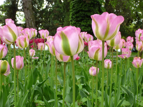 Tulipanes 2