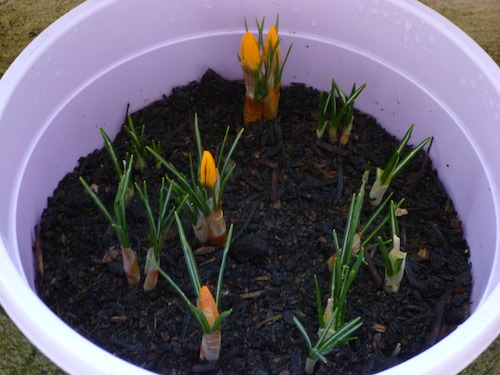 Crocus