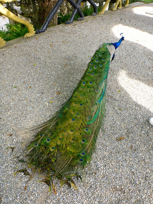 pavo-2
